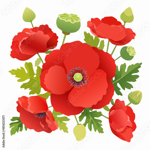 Hintergrund Klatschmohn