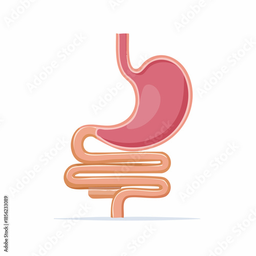 Human stomach and small intestine anatomy illustration showcasing digestive system components and internal organ structure for medical education resources