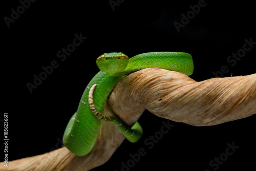 This vibrant green Sabah Pit Viper (Tropidolaemus subannulatus) is coiled on a branch
