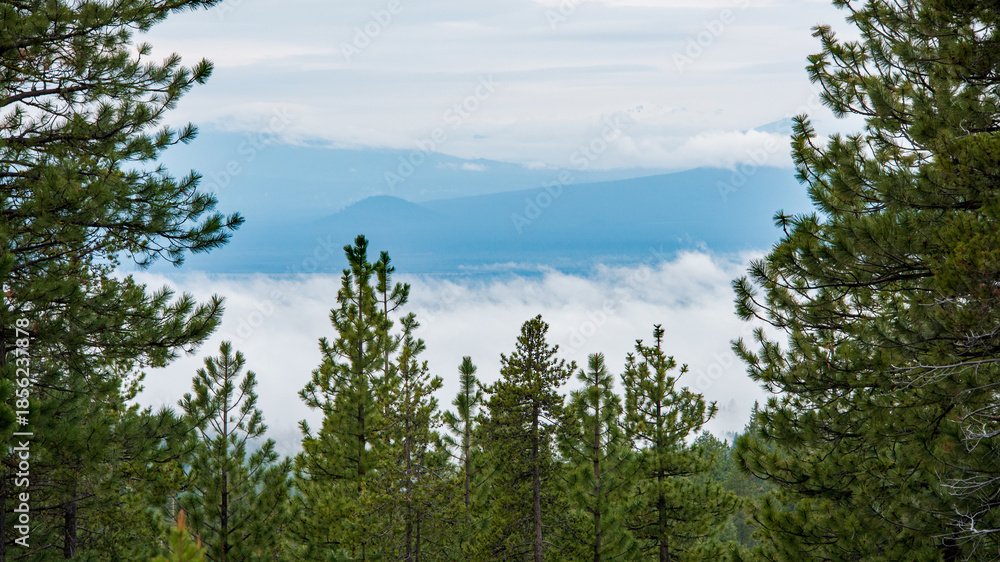 Fototapeta premium Deschutes National Forest