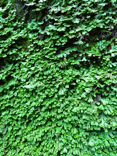 green grass stuck to the wall
