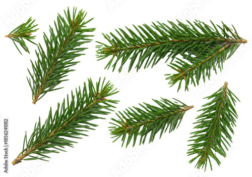 Multiple fresh, vibrant green pine branches with sharp needles, isolated on a transparent studio background with copy space, natural texture. Festive holiday season concept