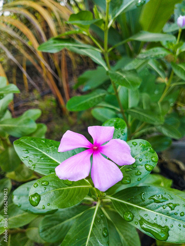 This close-up features a blooming Catharanthus roseus, showcasing vibrant petals and glossy foliage covered in fresh water droplets after a tropical rainfall.