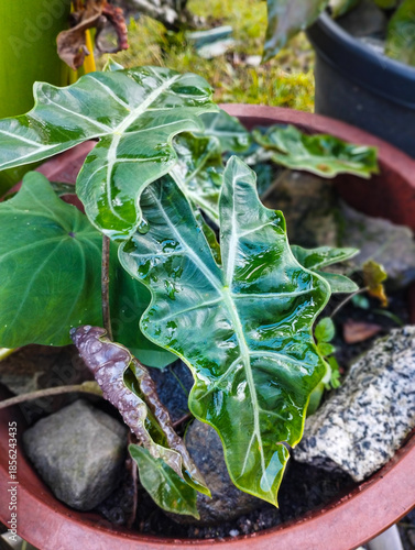 This close-up features the glossy, dark green foliage of an African Mask plant, highlighting its striking structural patterns and healthy indoor garden growth.