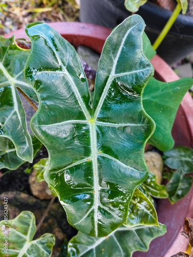 This close-up features the glossy, dark green foliage of an African Mask plant, highlighting its striking structural patterns and healthy indoor garden growth.