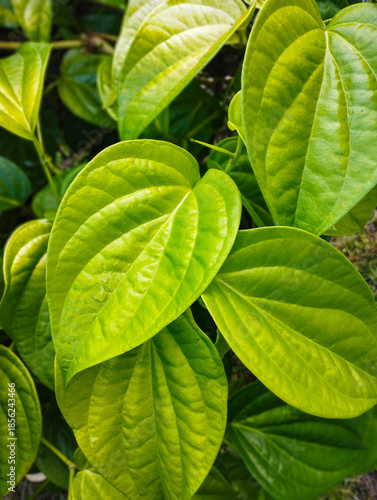 This vibrant image captures a cluster of healthy piper betle leaves, known for their medicinal uses and shiny, textured surface in tropical gardens.