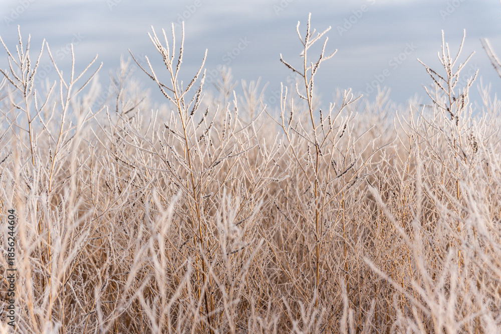 Fototapeta premium Frost Covered Shrubs in Winter Landscape: Frost-covered shrubs and grasses in a quiet winter landscape. Ice crystals coat the vegetation, creating natural texture and a calm seasonal atmosphere. 
