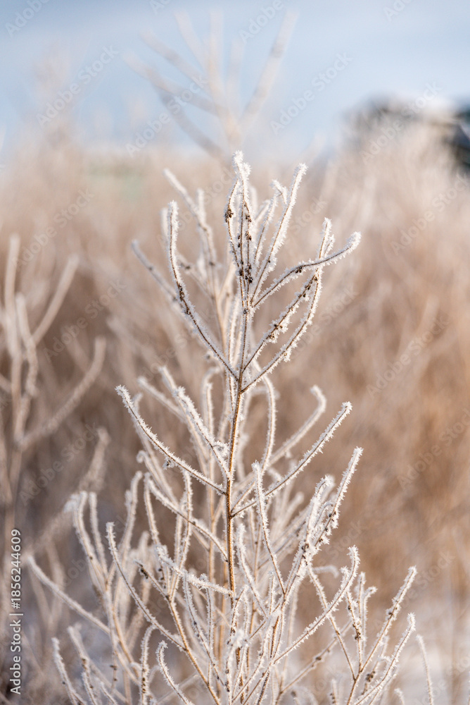 Fototapeta premium Frost Covered Shrubs in Winter Landscape: Frost-covered shrubs and grasses in a quiet winter landscape. Ice crystals coat the vegetation, creating natural texture and a calm seasonal atmosphere. 