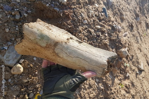 Photography Weathered, ancient Pleistocene animal bone held in a gloved hand against a sandy