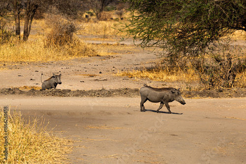 Photography Tarangire National Park, Tanzania: Warthogs in the Dry Savanna.