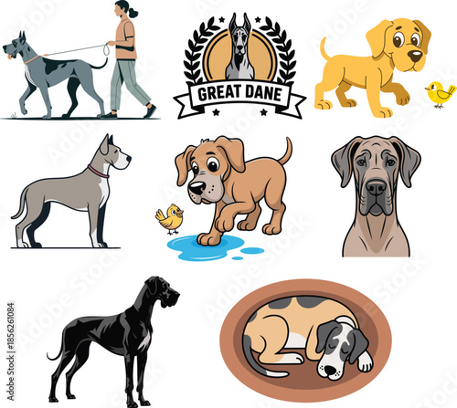 Great danes in various poses with walking puppy and badge set