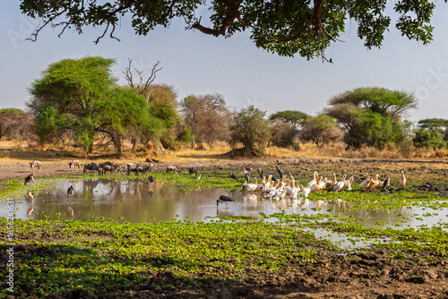 Tarangire National Park, Tanzania: A Diverse Gathering at the Watering Hole