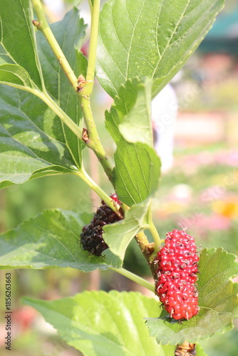 Mulberry on tree in farm for harvest