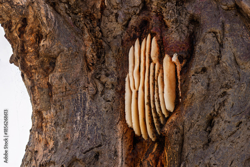 Tarangire National Park, Tanzania: African Bees' Honeycomb Nest in Tree Bark