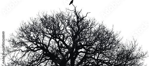 Crow perched on leafless tree silhouette, dark spooky nature scene, eerie gothic wildlife illustration with copy space background