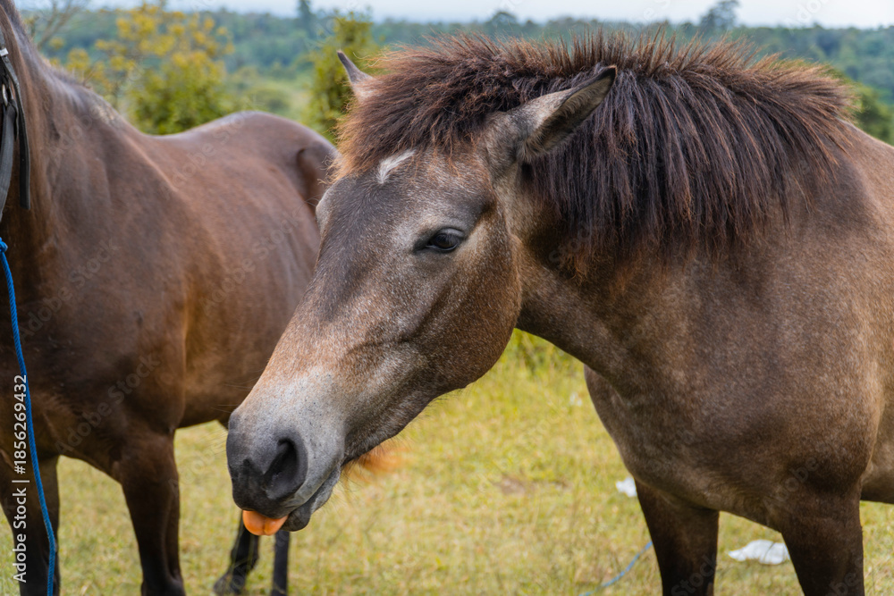 Obraz premium Two Wild Horses Grazing Peacefully in a Serene Natural Pasture.