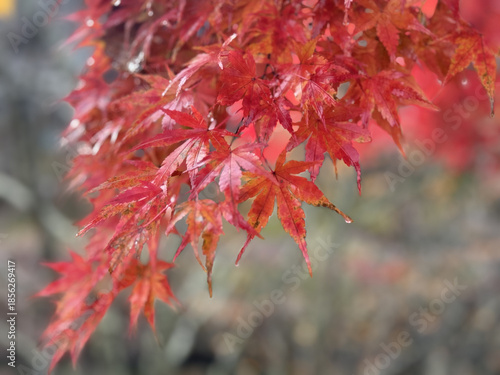 Photography 日本の紅葉の風景写真　Autumn leaves landscape photos in Japan