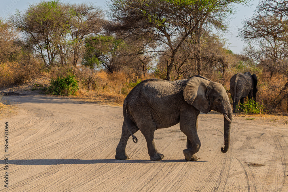 Fototapeta premium Tarangire National Park, Tanzania: African Elephants Crossing a Dirt Road in the Dry Season