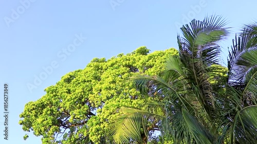 Tropical jungle forest palm trees tree tops blue sky Thailand.