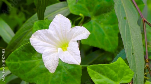 White yellow flower flowers Brittons Wild Petunia Bluebell in Thailand.
