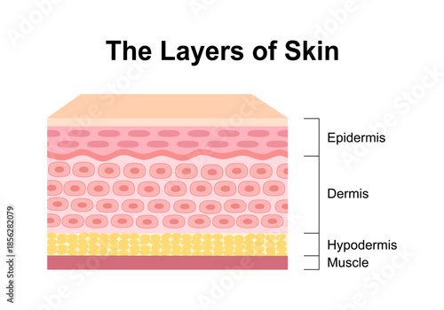 Normal Human Skin Layers physical structure of skin anatomy medical diagram. Health dermatology vector.
