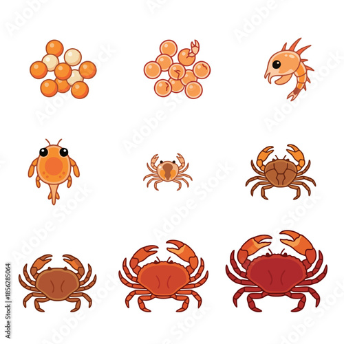 Crab life cycle vector illustration. Metamorphosis stages from eggs, zoea larva to adult crustacean. Marine biology educational diagram