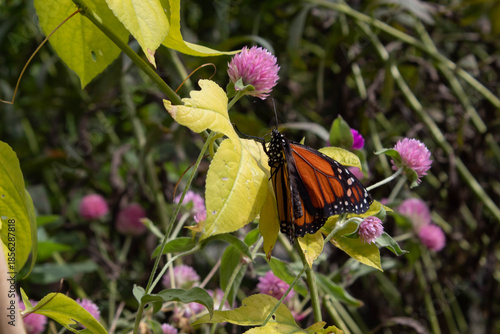 Foto mellow monarch butterfly on a flower