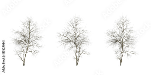 Leafless Winter Trees – Minimalist Silhouettes for Seasonal Design and Botanical Study