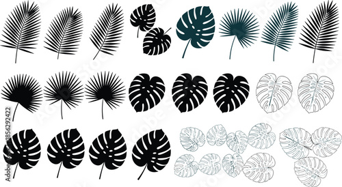 Set of tropical palm leaves, monstera deliciosa silhouettes, exotic jungle foliage line art, and botanical garden plant elements for summer design, vector.