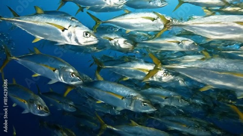 School of Fish Swimming Underwater Ocean Scene.