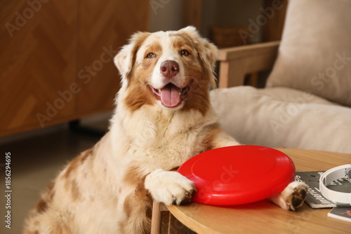Cute Australian Shepherd do...