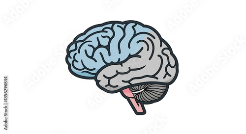 Illustration of a human brain with blue cerebral cortex and pink cerebellum, symbolizing intellect and cognitive functions