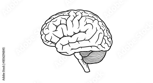 A detailed line drawing of the human brain, showcasing its intricate structure and complexity, perfect for medical and scientific illustrations