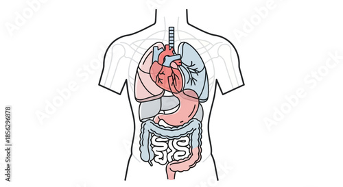 Anatomical illustration of the human torso showing the vital organs including the heart, lungs, stomach, and intestines