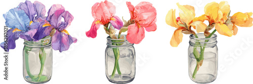 Three watercolor illustrations depicting purple, pink, and yellow iris flowers in glass jars, vector illustration