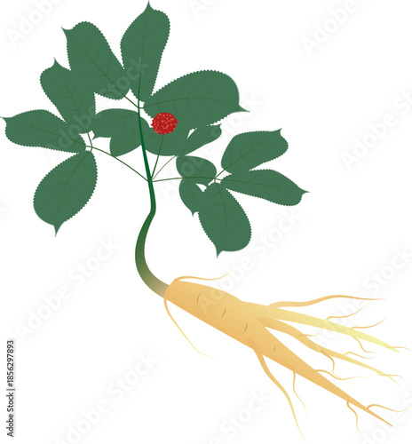 Botanical illustration of ginseng root, a well-known medicinal herb widely used in traditional Asian medicine.