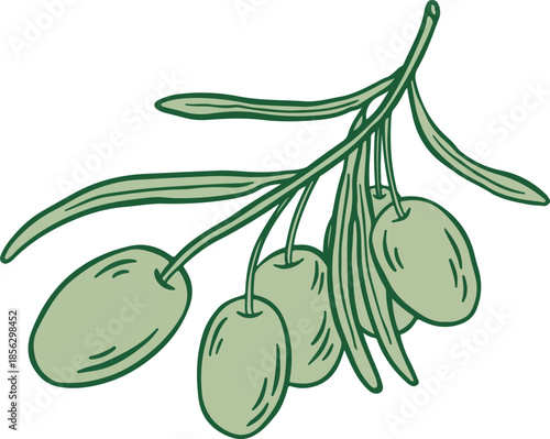 Green olives on a branch isolated on