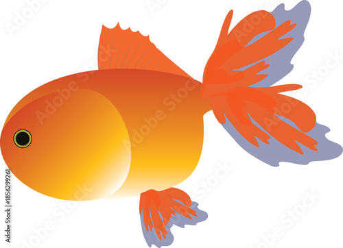 Illustration of a colorful goldfish swimming underwater, commonly kept as an ornamental aquarium fish.