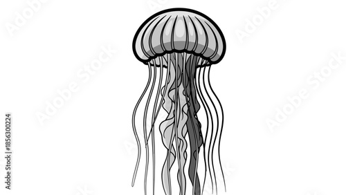 Black and White Illustration of Jellyfish.