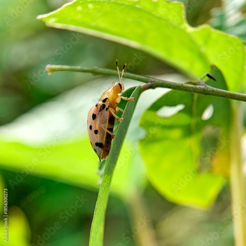 Macro beetle resting on leaf