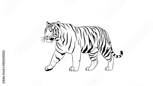 Black and White Tiger Illustration Walking.