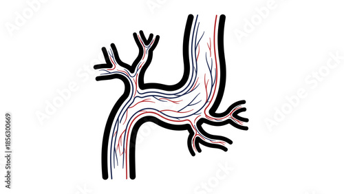 Human Bronchial Tubes Anatomy Illustration.