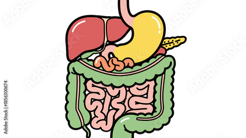 Human Digestive System Anatomy Illustration.