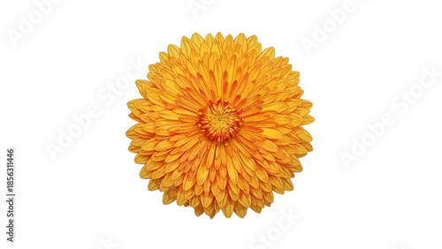  Vibrant Yellow Chrysanthemum Flower Isolated on White Background - Autumn Bloom