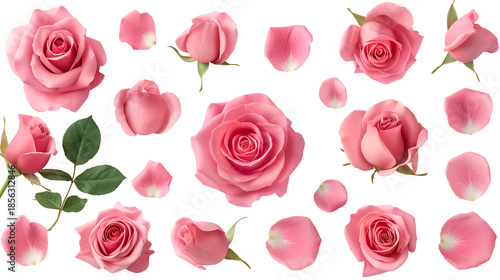 Assortment of delicate pink rose blooms buds and individual petals scattered artistically against transparent background for beautiful floral design
