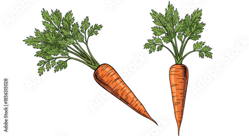 Two fresh carrots with vibrant green leafy tops, illustrated in a detailed, hand-drawn, vintage engraving style on a white background.