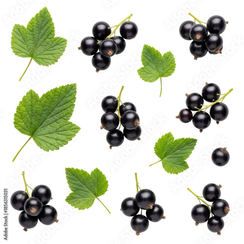 ripe, glossy indigo blackcurrants and vibrant emerald leaves scattered in a macro flat lay on a transparent studio background, clean commercial superfood concept