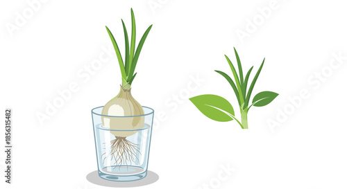 Illustration of a regrowing green onion with roots in a glass of water next to a simple green plant sprout icon, showing growth concept.