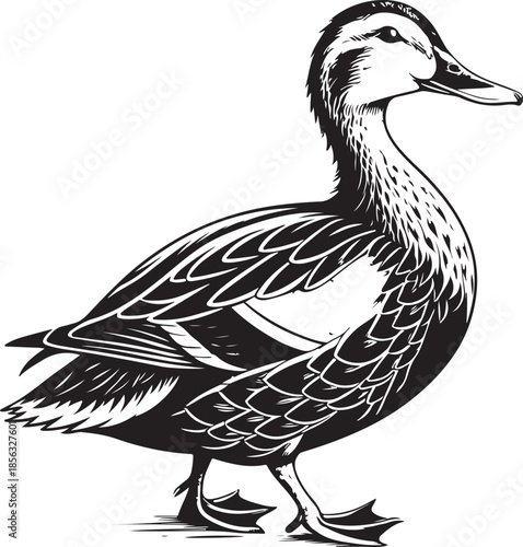 Duck Hand-drawn Sketch Drawing Vector Illustration, Line Linear Symbol Engraving Coloring Book, Black and White Isolated