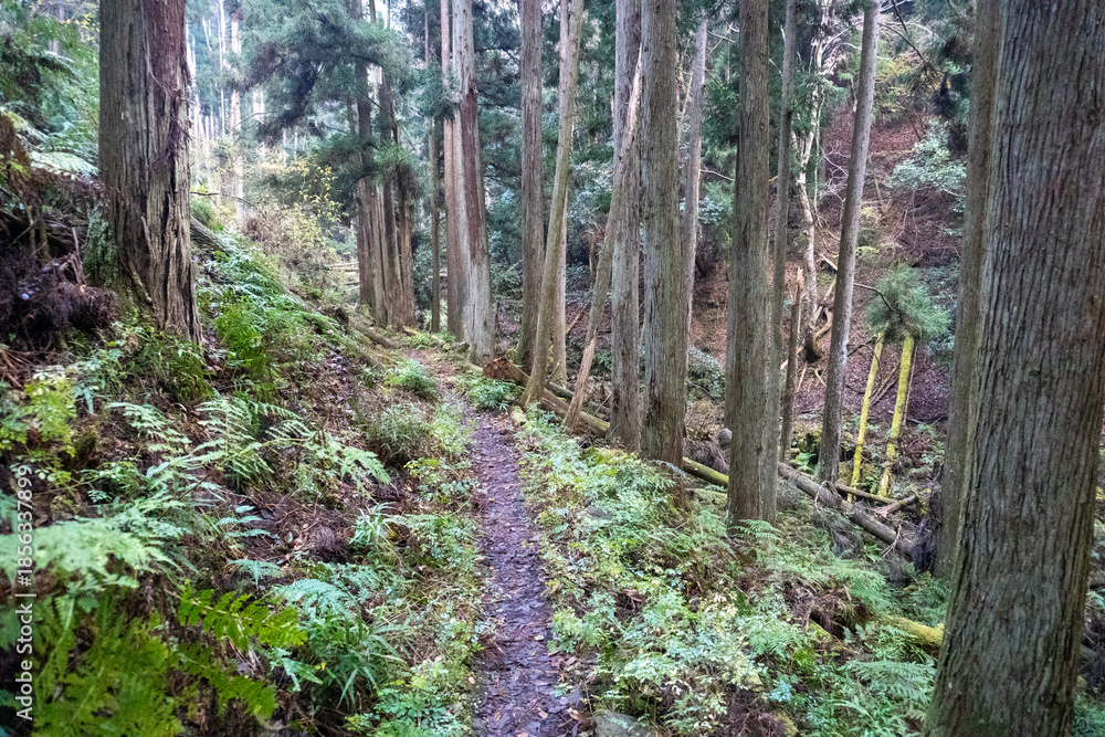 Obraz premium Kyoto Trail and surrounding area scenery